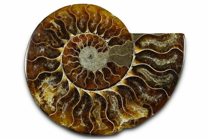 Cut & Polished Ammonite Fossil (Half) - Madagascar #377626